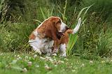 BASSET HOUND 055